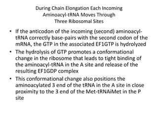 During Chain Elongation Each Incoming
Aminoacyl-tRNA Moves Through
Three Ribosomal Sites
• If the anticodon of the incoming (second) aminoacyl-
tRNA correctly base-pairs with the second codon of the
mRNA, the GTP in the associated EF1GTP is hydrolyzed
• The hydrolysis of GTP promotes a conformational
change in the ribosome that leads to tight binding of
the aminoacyl-tRNA in the A site and release of the
resulting EF1GDP complex
• This conformational change also positions the
aminoacylated 3 end of the tRNA in the A site in close
proximity to the 3 end of the Met-tRNAiMet in the P
site
 