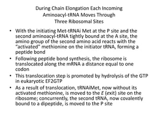 During Chain Elongation Each Incoming
Aminoacyl-tRNA Moves Through
Three Ribosomal Sites
• With the initiating Met-tRNAi Met at the P site and the
second aminoacyl-tRNA tightly bound at the A site, the
amino group of the second amino acid reacts with the
“activated” methionine on the initiator tRNA, forming a
peptide bond
• Following peptide bond synthesis, the ribosome is
translocated along the mRNA a distance equal to one
codon
• This translocation step is promoted by hydrolysis of the GTP
in eukaryotic EF2GTP
• As a result of translocation, tRNAiMet, now without its
activated methionine, is moved to the E (exit) site on the
ribosome; concurrently, the second tRNA, now covalently
bound to a dipeptide, is moved to the P site
 