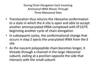 During Chain Elongation Each Incoming
Aminoacyl-tRNA Moves Through
Three Ribosomal Sites
• Translocation thus returns the ribosome conformation
to a state in which the A site is open and able to accept
another aminoacylated tRNA complexed with EF1GTP,
beginning another cycle of chain elongation
• In subsequent cycles, the conformational change that
occurs in step 2 ejects the unacylated tRNA from the E
site
• As the nascent polypeptide chain becomes longer, it
threads through a channel in the large ribosomal
subunit, exiting at a position opposite the side that
interacts with the small subunit
 