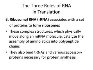 The Three Roles of RNA
in Translation
3. Ribosomal RNA (rRNA) associates with a set
of proteins to form ribosomes
• These complex structures, which physically
move along an mRNA molecule, catalyze the
assembly of amino acids into polypeptide
chains
• They also bind tRNAs and various accessory
proteins necessary for protein synthesis
 