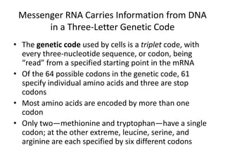 Messenger RNA Carries Information from DNA
in a Three-Letter Genetic Code
• The genetic code used by cells is a triplet code, with
every three-nucleotide sequence, or codon, being
“read” from a specified starting point in the mRNA
• Of the 64 possible codons in the genetic code, 61
specify individual amino acids and three are stop
codons
• Most amino acids are encoded by more than one
codon
• Only two—methionine and tryptophan—have a single
codon; at the other extreme, leucine, serine, and
arginine are each specified by six different codons
 