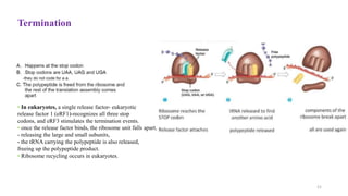 Termination
• In eukaryotes, a single release factor- eukaryotic
release factor 1 (eRF1)-recognizes all three stop
codons, and eRF3 stimulates the termination events.
• once the release factor binds, the ribosome unit falls apart,
- releasing the large and small subunits,
- the tRNA carrying the polypeptide is also released,
freeing up the polypeptide product.
• Ribosome recycling occurs in eukaryotes.
21
 