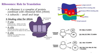 Ribosomes: Role In Translation
5
 