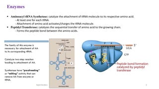 6
Enzymes
 Aminoacyl tRNA Synthetase: catalyze the attachment of tRNA molecule to its respective amino acid.
- At least one for each tRNA.
- Attachment of amino acid activates/charges the tRNA molecule.
 Peptidyl Transferase: catalyzes the sequential transfer of amino acid to the growing chain.
- Forms the peptide bond between the amino acids.
 