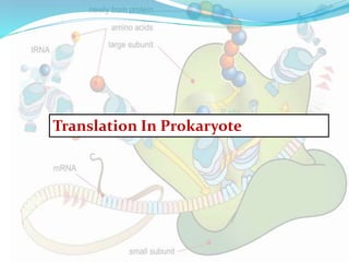 Translation In Prokaryote
 