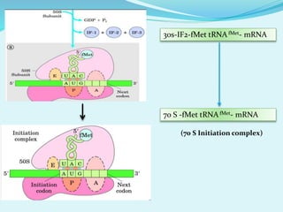 30s-IF2-fMet tRNAfMet- mRNA
70 S -fMet tRNAfMet- mRNA
(70 S Initiation complex)
 