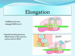 Elongation
• Addition of new
charged tRNA at A
• Peptide bonding between
fMet(Amino acid) and new
amino acid on tRNA
 