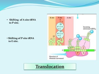 Translocation
• Shifting of A site tRNA
to P site.
• Shifting of P site tRNA
to E site.
 
