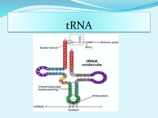 tRNA
 