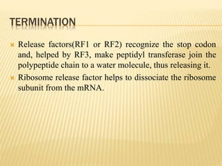 TERMINATION
 Release factors(RF1 or RF2) recognize the stop codon
and, helped by RF3, make peptidyl transferase join the
polypeptide chain to a water molecule, thus releasing it.
 Ribosome release factor helps to dissociate the ribosome
subunit from the mRNA.
 