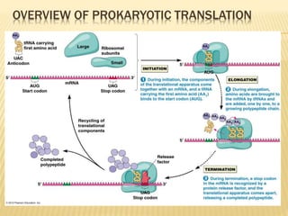 OVERVIEW OF PROKARYOTIC TRANSLATION
 