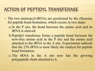 Peptidyl Transferase