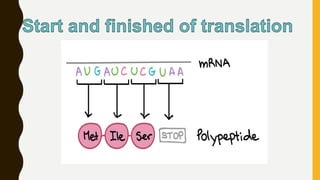 Translation | PPTX