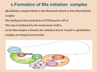 c.Formation of 80s initiation complex
• 48sinitiation complex binds to 60sribosomal subunit to form 80sinitiation
complex
• The binding involves hydrolysis of GTP(bound to eIF-2)
• This step is facilitated by the involvement ofeIF-5
• As the 80scomplex is formed, the initiation factors bound to 43sinitiation
complex are released and recycled
 