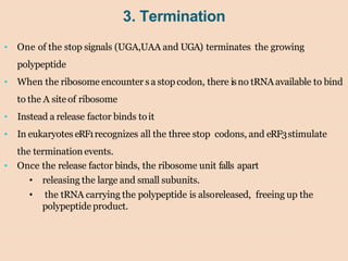 3. Termination
• One of the stop signals (UGA,UAA and UGA) terminates the growing
polypeptide
• When the ribosome encounter s a stop codon, there isno tRNA available to bind
to the A site of ribosome
• Instead a release factor binds toit
• In eukaryotes eRF1recognizes all the three stop codons, and eRF3stimulate
the termination events.
• Once the release factor binds, the ribosome unit falls apart
• releasing the large and small subunits.
• the tRNA carrying the polypeptide is alsoreleased, freeing up the
polypeptide product.
 