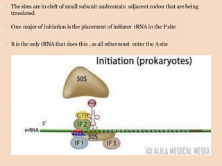 The sites are in cleft of small subunit andcontain adjacent codon that are being
translated.
One major of initiation is the placement of initiator tRNA in the Psite
It is the only tRNA that does this , as all othermust enter the Asite
 