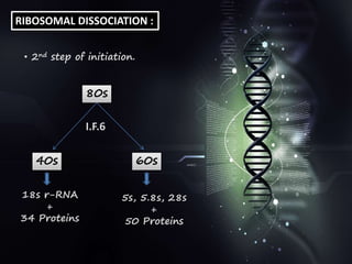 RIBOSOMAL DISSOCIATION :
• 2nd step of initiation.
80s
40s 60s
18s r-RNA
+
34 Proteins
5s, 5.8s, 28s
+
50 Proteins
I.F.6
 