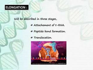 ELONGATION :
Will be described in three stages,
# Attachement of t-RNA.
# Peptide bond formation.
# Translocation.
 