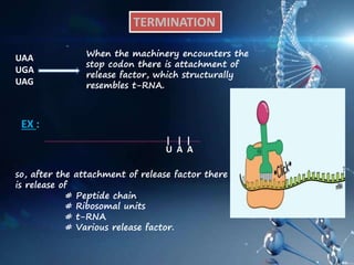 TERMINATION
UAA
UGA
UAG
When the machinery encounters the
stop codon there is attachment of
release factor, which structurally
resembles t-RNA.
so, after the attachment of release factor there
is release of
# Peptide chain,
# Ribosomal units
# t-RNA
# Various release factor.
EX :
| | |
U A A
 