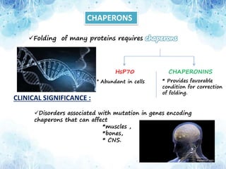 CHAPERONS
Folding of many proteins requires
HsP70 CHAPERONINS
* Abundant in cells * Provides favorable
condition for correction
of folding.
CLINICAL SIGNIFICANCE :
Disorders associated with mutation in genes encoding
chaperons that can affect
*muscles ,
*bones,
* CNS.
 
