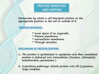 Mechanism by which a cell transport protein to the
appropriate position in the cell or outside of it.
PROTEIN PATHWAYS:
* Inner space of an organelle.
* Plasma membrane .
* Intracellular membrane
* Through secretion
MECHANISM OF PROTEIN SORTING:
1. The protein is synthesized in cytoplasm and then completed
protein is delivered into intracellular. (Nucleus, chloroplast,
mitochondria, peroxisome )
2. 2.secretory pathways: directs protein into ER (Lysosome,
Golgi complex)
PROTEIN TARGETING
AND SORTING
 