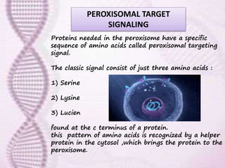 Proteins needed in the peroxisome have a specific
sequence of amino acids called peroxisomal targeting
signal.
The classic signal consist of just three amino acids :
1) Serine
2) Lysine
3) Lucien
found at the c terminus of a protein.
this pattern of amino acids is recognized by a helper
protein in the cytosol ,which brings the protein to the
peroxisome.
PEROXISOMAL TARGET
SIGNALING
 