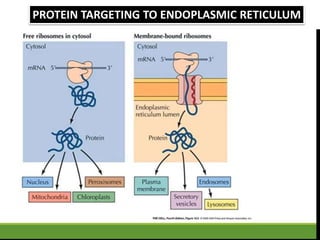 PROTEIN TARGETING TO ENDOPLASMIC RETICULUM
 