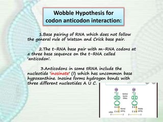 1.Base pairing of RNA which does not follow
the general rule of Watson and Crick base pair.
2.The t-RNA base pair with m-RNA codons at
a three base sequence on the t-RNA called
'anticodon'.
3.Anticodons in some tRNA include the
nucleotide 'inosinate' (I) which has uncommon base
hypoxanthine. Inosine forms hydrogen bonds with
three different nucleotides A U C.
Wobble Hypothesis for
codon anticodon interaction:
 