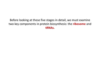 Before looking at these five stages in detail, we must examine
two key components in protein biosynthesis: the ribosome and
tRNAs.
 