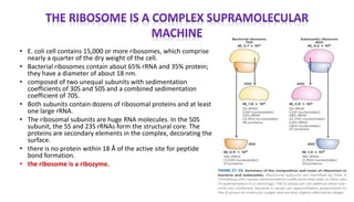 • E. coli cell contains 15,000 or more ribosomes, which comprise
nearly a quarter of the dry weight of the cell.
• Bacterial ribosomes contain about 65% rRNA and 35% protein;
they have a diameter of about 18 nm.
• composed of two unequal subunits with sedimentation
coefficients of 30S and 50S and a combined sedimentation
coefficient of 70S.
• Both subunits contain dozens of ribosomal proteins and at least
one large rRNA.
• The ribosomal subunits are huge RNA molecules. In the 50S
subunit, the 5S and 23S rRNAs form the structural core. The
proteins are secondary elements in the complex, decorating the
surface.
• there is no protein within 18 Å of the active site for peptide
bond formation.
• the ribosome is a ribozyme.
 
