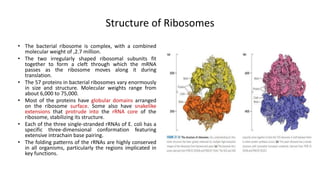 Structure of Ribosomes
• The bacterial ribosome is complex, with a combined
molecular weight of ,2.7 million.
• The two irregularly shaped ribosomal subunits fit
together to form a cleft through which the mRNA
passes as the ribosome moves along it during
translation.
• The 57 proteins in bacterial ribosomes vary enormously
in size and structure. Molecular weights range from
about 6,000 to 75,000.
• Most of the proteins have globular domains arranged
on the ribosome surface. Some also have snakelike
extensions that protrude into the rRNA core of the
ribosome, stabilizing its structure.
• Each of the three single-stranded rRNAs of E. coli has a
specific three-dimensional conformation featuring
extensive intrachain base pairing.
• The folding patterns of the rRNAs are highly conserved
in all organisms, particularly the regions implicated in
key functions.
 