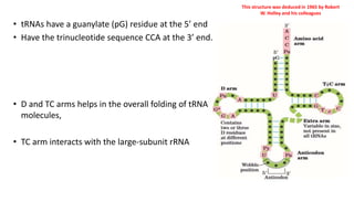 This structure was deduced in 1965 by Robert
W. Holley and his colleagues
D - 5,6-dihydrouridine
m1G - 1-methylguanosine;
m2G - N2-dimethylguanosine.
I- inosine; ; m1I - 1-methylinosine;
ψ - pseudouridine;
T- ribothymidine;
• tRNAs have a guanylate (pG) residue at the 5’ end
• Have the trinucleotide sequence CCA at the 3’ end.
• D and TC arms helps in the overall folding of tRNA
molecules,
• TC arm interacts with the large-subunit rRNA
 