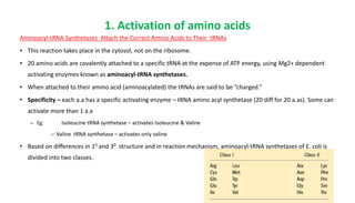 1. Activation of amino acids
Aminoacyl-tRNA Synthetases Attach the Correct Amino Acids to Their tRNAs
• This reaction takes place in the cytosol, not on the ribosome.
• 20 amino acids are covalently attached to a specific tRNA at the expense of ATP energy, using Mg2+ dependent
activating enzymes known as aminoacyl-tRNA synthetases.
• When attached to their amino acid (aminoacylated) the tRNAs are said to be “charged.”
• Specificity – each a.a has a specific activating enzyme – tRNA amino acyl synthetase (20 diff for 20 a.as). Some can
activate more than 1 a.a
– Eg: Isoleucine tRNA synthetase – activates Isoleucine & Valine
– Valine tRNA synthetase – activates only valine
• Based on differences in 10 and 30 structure and in reaction mechanism, aminoacyl-tRNA synthetases of E. coli is
divided into two classes.
 