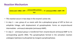 Reaction Mechanism
• This reaction occurs in two steps in the enzyme’s active site.
• In step 1 – coo- group of a.a reacts with the α-phosphoryl group of ATP to form an
anhydride linkage, with displacement of pyrophosphate. Forms an enzyme-bound
intermediate - aminoacyl adenylate (aminoacyl-AMP).
• In step 2 - aminoacyl group is transferred from enzyme-bound aminoacyl-AMP to its
corresponding specific tRNA. The pyrophosphate formed in the activation reaction
undergoes hydrolysis to phosphate by inorganic pyrophosphatase.
Amino acid + tRNA + ATP --------------------------------------- aminoacyl-tRNA + AMP + PPi
aminoacyl-tRNA synthetase
Mg2+
 
