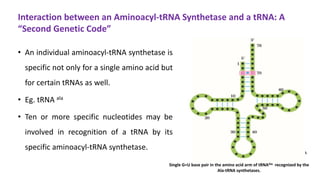 • blue dots - same in all tRNAs
• Orange dots - recognition points for one aminoacyl-tRNA
synthetases.
• green dots - recognition points for more aminoacyl-tRNA
synthetases.
Interaction between an Aminoacyl-tRNA Synthetase and a tRNA: A
“Second Genetic Code”
• An individual aminoacyl-tRNA synthetase is
specific not only for a single amino acid but
for certain tRNAs as well.
• Eg. tRNA ala
• Ten or more specific nucleotides may be
involved in recognition of a tRNA by its
specific aminoacyl-tRNA synthetase.
Single G=U base pair in the amino acid arm of tRNAAla recognized by the
Ala-tRNA synthetases.
 