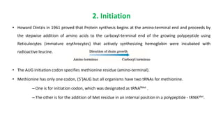 2. Initiation
• Howard Dintzis in 1961 proved that Protein synthesis begins at the amino-terminal end and proceeds by
the stepwise addition of amino acids to the carboxyl-terminal end of the growing polypeptide using
Reticulocytes (immature erythrocytes) that actively synthesizing hemoglobin were incubated with
radioactive leucine.
• The AUG initiation codon specifies methionine residue (amino-terminal).
• Methionine has only one codon, (5’)AUG but all organisms have two tRNAs for methionine.
– One is for initiation codon, which was designated as tRNAfMet .
– The other is for the addition of Met residue in an internal position in a polypeptide - tRNAMet.
 