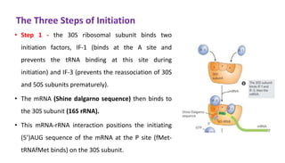 The Three Steps of Initiation
• Step 1 - the 30S ribosomal subunit binds two
initiation factors, IF-1 (binds at the A site and
prevents the tRNA binding at this site during
initiation) and IF-3 (prevents the reassociation of 30S
and 50S subunits prematurely).
• The mRNA (Shine dalgarno sequence) then binds to
the 30S subunit (16S rRNA).
• This mRNA-rRNA interaction positions the initiating
(5’)AUG sequence of the mRNA at the P site (fMet-
tRNAfMet binds) on the 30S subunit.
 