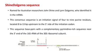 ShineDalgarno sequence
• Named for Australian researchers John Shine and Lynn Dalgarno, who identified it
in the mRNA.
• This consensus sequence is an initiation signal of four to nine purine residues,
located 8 to 13 bp upstream to the 5’ side of the initiation codon.
• This sequence base-pairs with a complementary pyrimidine-rich sequence near
the 3’ end of the 16S rRNA of the 30S ribosomal subunit.
 