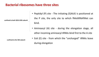 Bacterial ribosomes have three sites
• Peptidyl (P) site - The initiating (5)AUG is positioned at
the P site, the only site to which fMettRNAfMet can
bind.
• Aminoacyl (A) site - during the elongation stage, all
other incoming aminoacyl-tRNAs bind first to the A site
• Exit (E) site - from which the “uncharged” tRNAs leave
during elongation
confined to the 50S subunit
confined to both 50S & 30S subunit
 