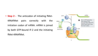 • Step 2 - The anticodon of initiating fMet-
tRNAfMet pairs correctly with the
initiation codon of mRNA. mRNA is joined
by both GTP-bound IF-2 and the initiating
fMet-tRNAfMet.
 