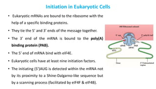 Initiation in Eukaryotic Cells
• Eukaryotic mRNAs are bound to the ribosome with the
help of a specific binding proteins.
• They tie the 5’ and 3’ ends of the message together.
• The 3’ end of the mRNA is bound to the poly(A)
binding protein (PAB).
• The 5’ end of mRNA bind with eIF4E.
• Eukaryotic cells have at least nine initiation factors.
• The initiating (5’)AUG is detected within the mRNA not
by its proximity to a Shine-Dalgarno-like sequence but
by a scanning process (facilitated by eIF4F & eIF4B).
 