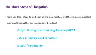 The Three Steps of Elongation
• Cells use three steps to add each amino acid residue, and the steps are repeated
as many times as there are residues to be added.
»Step 1: Binding of an Incoming Aminoacyl-tRNA
» Step 2: Peptide Bond Formation
»Step 3: Translocation
 