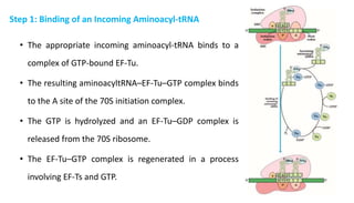• The appropriate incoming aminoacyl-tRNA binds to a
complex of GTP-bound EF-Tu.
• The resulting aminoacyltRNA–EF-Tu–GTP complex binds
to the A site of the 70S initiation complex.
• The GTP is hydrolyzed and an EF-Tu–GDP complex is
released from the 70S ribosome.
• The EF-Tu–GTP complex is regenerated in a process
involving EF-Ts and GTP.
Step 1: Binding of an Incoming Aminoacyl-tRNA
 