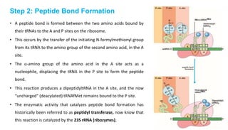 Step 2: Peptide Bond Formation
• A peptide bond is formed between the two amino acids bound by
their tRNAs to the A and P sites on the ribosome.
• This occurs by the transfer of the initiating N-formylmethionyl group
from its tRNA to the amino group of the second amino acid, in the A
site.
• The α-amino group of the amino acid in the A site acts as a
nucleophile, displacing the tRNA in the P site to form the peptide
bond.
• This reaction produces a dipeptidyltRNA in the A site, and the now
“uncharged” (deacylated) tRNAfMet remains bound to the P site.
• The enzymatic activity that catalyzes peptide bond formation has
historically been referred to as peptidyl transferase, now know that
this reaction is catalyzed by the 23S rRNA (ribozymes).
 
