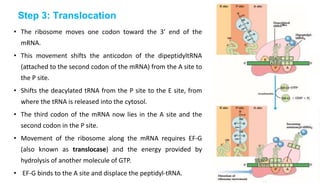 Step 3: Translocation
• The ribosome moves one codon toward the 3’ end of the
mRNA.
• This movement shifts the anticodon of the dipeptidyltRNA
(attached to the second codon of the mRNA) from the A site to
the P site.
• Shifts the deacylated tRNA from the P site to the E site, from
where the tRNA is released into the cytosol.
• The third codon of the mRNA now lies in the A site and the
second codon in the P site.
• Movement of the ribosome along the mRNA requires EF-G
(also known as translocase) and the energy provided by
hydrolysis of another molecule of GTP.
• EF-G binds to the A site and displace the peptidyl-tRNA.
 