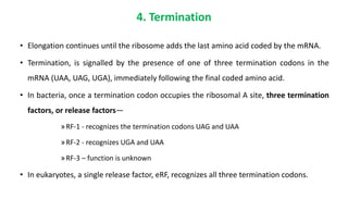 4. Termination
• Elongation continues until the ribosome adds the last amino acid coded by the mRNA.
• Termination, is signalled by the presence of one of three termination codons in the
mRNA (UAA, UAG, UGA), immediately following the final coded amino acid.
• In bacteria, once a termination codon occupies the ribosomal A site, three termination
factors, or release factors—
»RF-1 - recognizes the termination codons UAG and UAA
»RF-2 - recognizes UGA and UAA
»RF-3 – function is unknown
• In eukaryotes, a single release factor, eRF, recognizes all three termination codons.
 