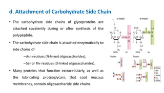 d. Attachment of Carbohydrate Side Chain
• The carbohydrate side chains of glycoproteins are
attached covalently during or after synthesis of the
polypeptide.
• The carbohydrate side chain is attached enzymatically to
side chains of
–Asn residues (N-linked oligosaccharides),
–Ser or Thr residues (O-linked oligosaccharides).
• Many proteins that function extracellularly, as well as
the lubricating proteoglycans that coat mucous
membranes, contain oligosaccharide side chains.
 