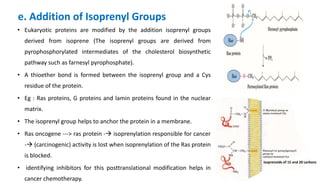 e. Addition of Isoprenyl Groups
• Eukaryotic proteins are modified by the addition isoprenyl groups
derived from isoprene (The isoprenyl groups are derived from
pyrophosphorylated intermediates of the cholesterol biosynthetic
pathway such as farnesyl pyrophosphate).
• A thioether bond is formed between the isoprenyl group and a Cys
residue of the protein.
• Eg : Ras proteins, G proteins and lamin proteins found in the nuclear
matrix.
• The isoprenyl group helps to anchor the protein in a membrane.
• Ras oncogene ---> ras protein - isoprenylation responsible for cancer
- (carcinogenic) activity is lost when isoprenylation of the Ras protein
is blocked.
• identifying inhibitors for this posttranslational modification helps in
cancer chemotherapy.
isoprenoids of 15 and 20 carbons
 