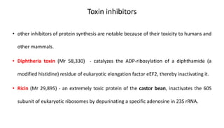 Toxin inhibitors
• other inhibitors of protein synthesis are notable because of their toxicity to humans and
other mammals.
• Diphtheria toxin (Mr 58,330) - catalyzes the ADP-ribosylation of a diphthamide (a
modified histidine) residue of eukaryotic elongation factor eEF2, thereby inactivating it.
• Ricin (Mr 29,895) - an extremely toxic protein of the castor bean, inactivates the 60S
subunit of eukaryotic ribosomes by depurinating a specific adenosine in 23S rRNA.
 