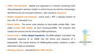 • 1950s, Paul Zamecnik - labeled a.as appeared in a fraction containing small
ribonucleoprotein particles (visible in animal tissues by electron microscopy),
identified as the site of protein synthesis - later named as ribosomes.
• Mahlon Hoagland and Zamecnik - amino acids + ATP + cytosolic fraction of
liver cells  “activated” A.as.
• Robert Holley - The amino acids attaches to heat-stable soluble RNA - later
called transfer RNA (tRNA), to form aminoacyl-tRNAs. The enzymes that
catalyze this process are the aminoacyl-tRNA synthetases.
• Francis Crick’s – Crick’s adaptor hypothesis. The tRNA adaptor “translates” the
nucleotide sequence of an mRNA into the amino acid sequence of a
polypeptide. The overall process of mRNA-guided protein synthesis is often
referred to simply as translation.
• Masayasu Nomura – discovered 30S or 50S subunits.
 